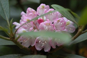 Piedmont rhododendron flowers and foliage